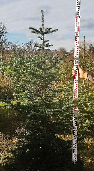 Prodej vánočních stromků z plantáže - možnost osobního výběru kavkazské jedle