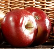 Prodej ovocných stromku a ovoce – jablka, hrušky, švestky a meruňky