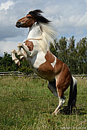 Lucie Boháčová - Ponyland, práce s koňmi, trénink a výuka jezdectví