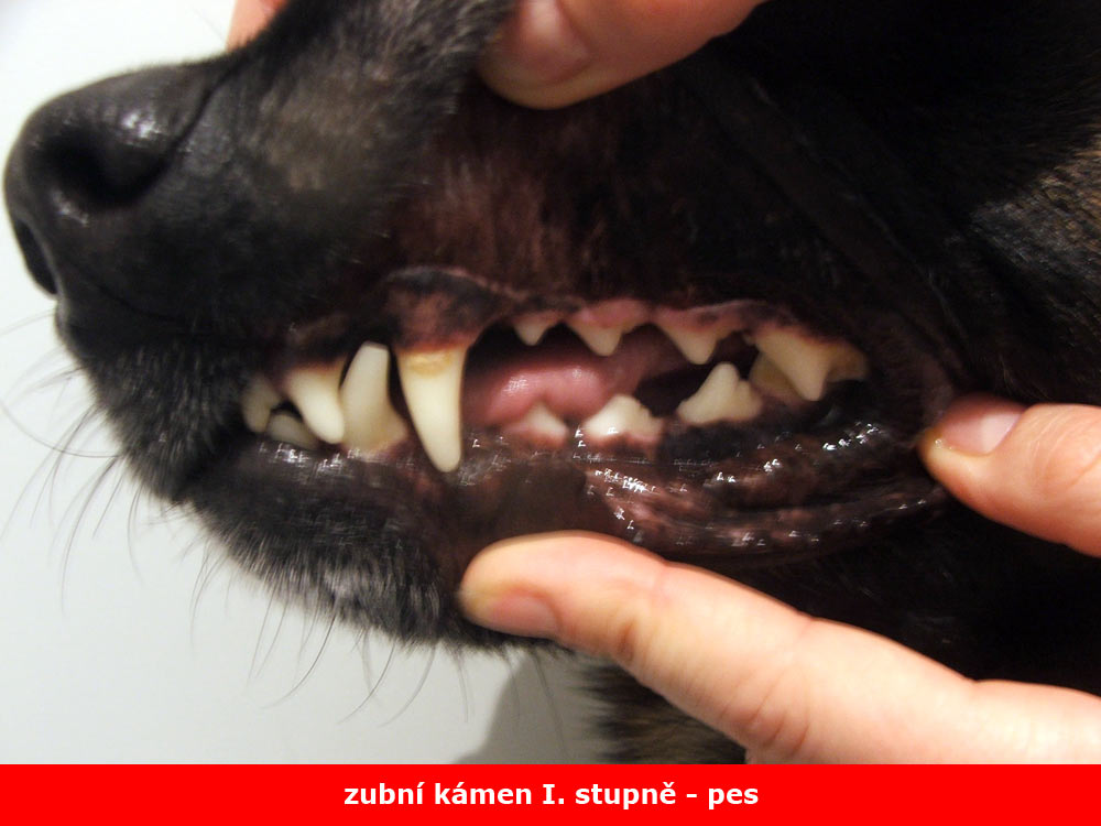 Odstranění zubního kamene u psů a koček Otrokovice