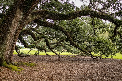 Péče o památné stromy - odborné ošetření památných stromů