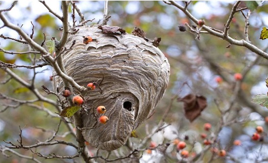 Odstranění a likvidace nejen vosích hnízd formou desinsekce