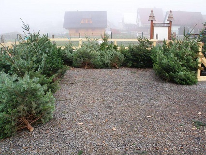 Velkoobchodní prodej živých vánočních stromků pro obchodní řetězce přímo z plantáže