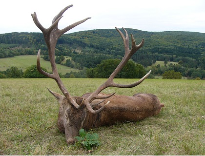 lov jelenů v ČR