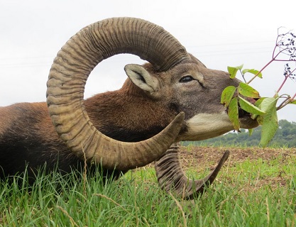lov muflonů v ČR