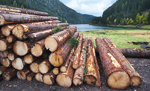 FORESTVLACH s.r.o., lesnická činnost, těžba a zpracování dřeva