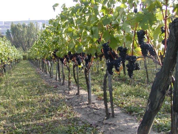Zemědělská rostlinná výroba,vinařství Horní Věstonice