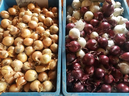 Papriky, rajčata, květák a brambory a další zelenina  - každodenní sklizeň Brno