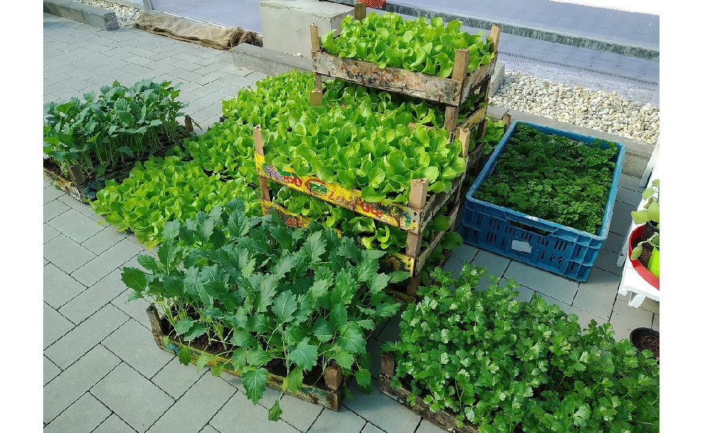 zeleninová přísada - prodej Horticentrum Březová u Zlína