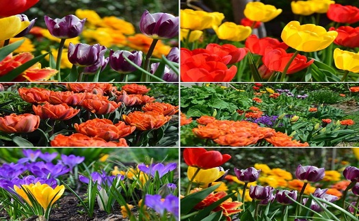 Široký výběr jarních cibulovin – mečíky, kosatce, jiřiny, krokusy, dosen, tulipány