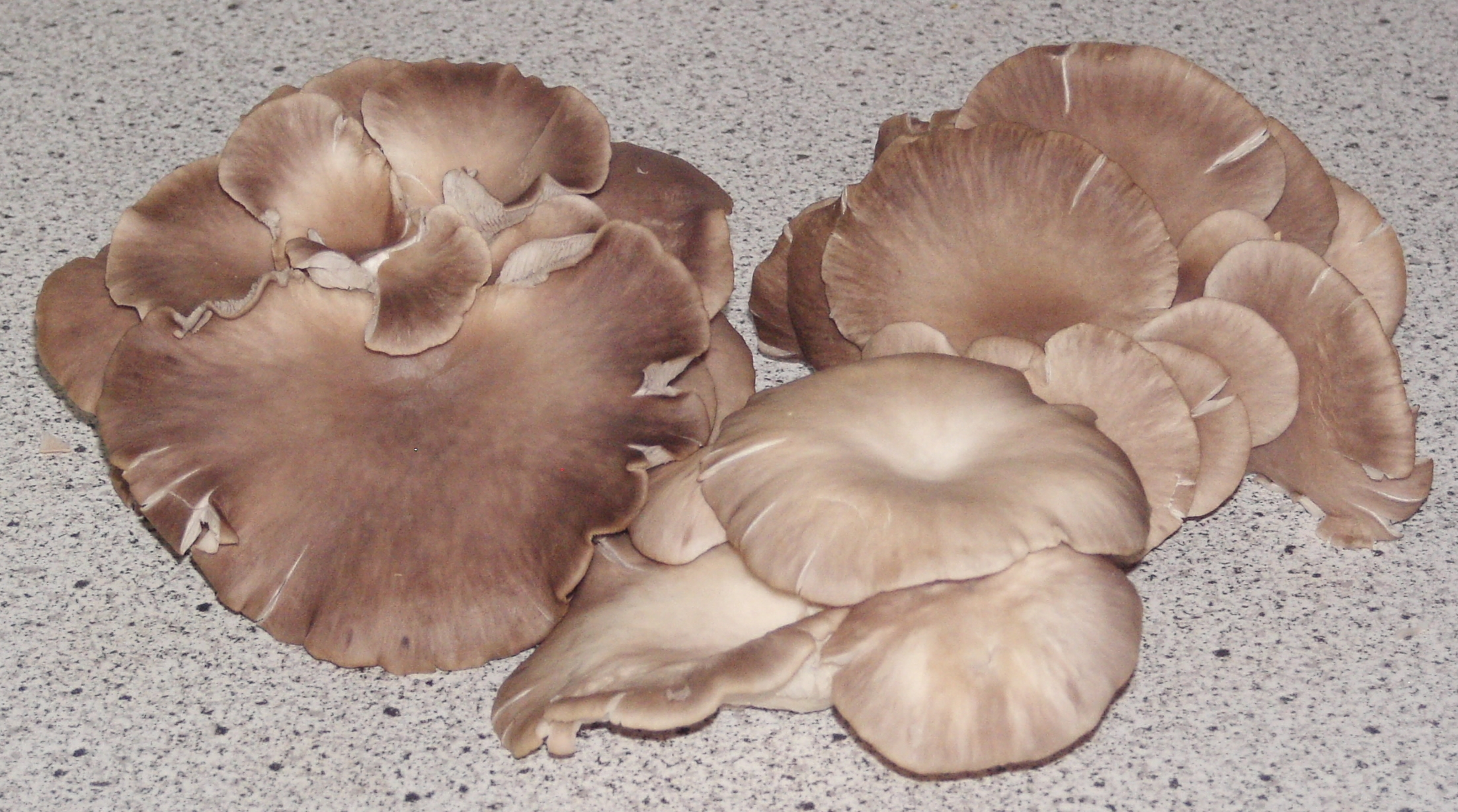 LEBANON; oyster-mushroom mycelium