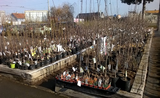 Prodej zahradních stromů Opava