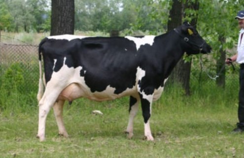 Živočišná výroba Meclov, chov skotu, chov dojnic, produkce mléka, chov prasat, produkce selat
