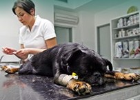 Veterinární klinika, zvěrolékař, čipování, očkování psů Ostrava