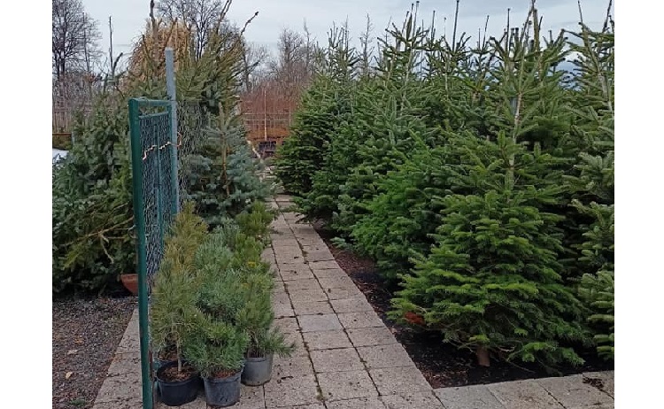 Prodej vánočních stromků - řezané i kontejnerové stromečky