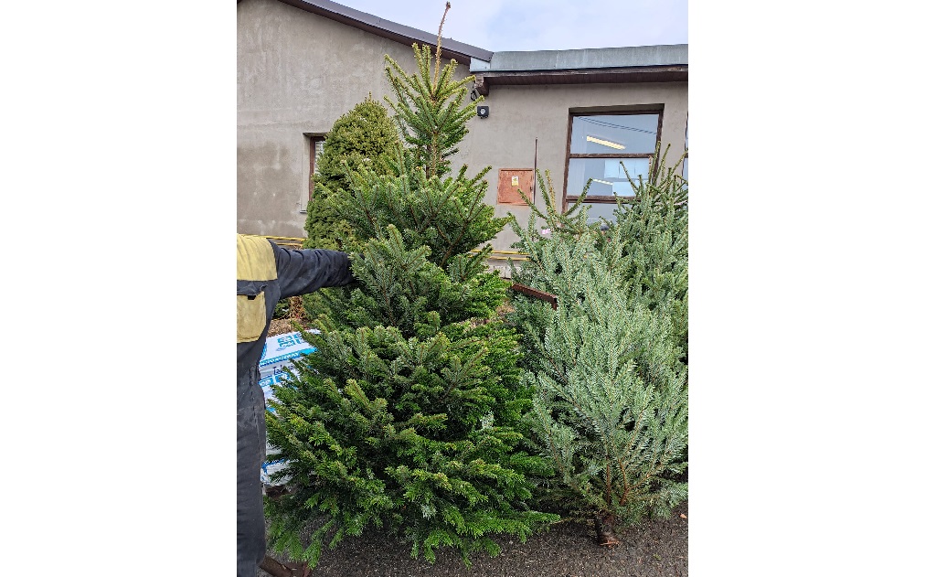 Prodej vánočních stromků Tlumačov