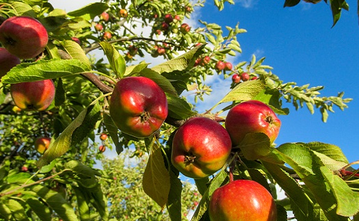 Sezónní jabloně na zahradu Brno
