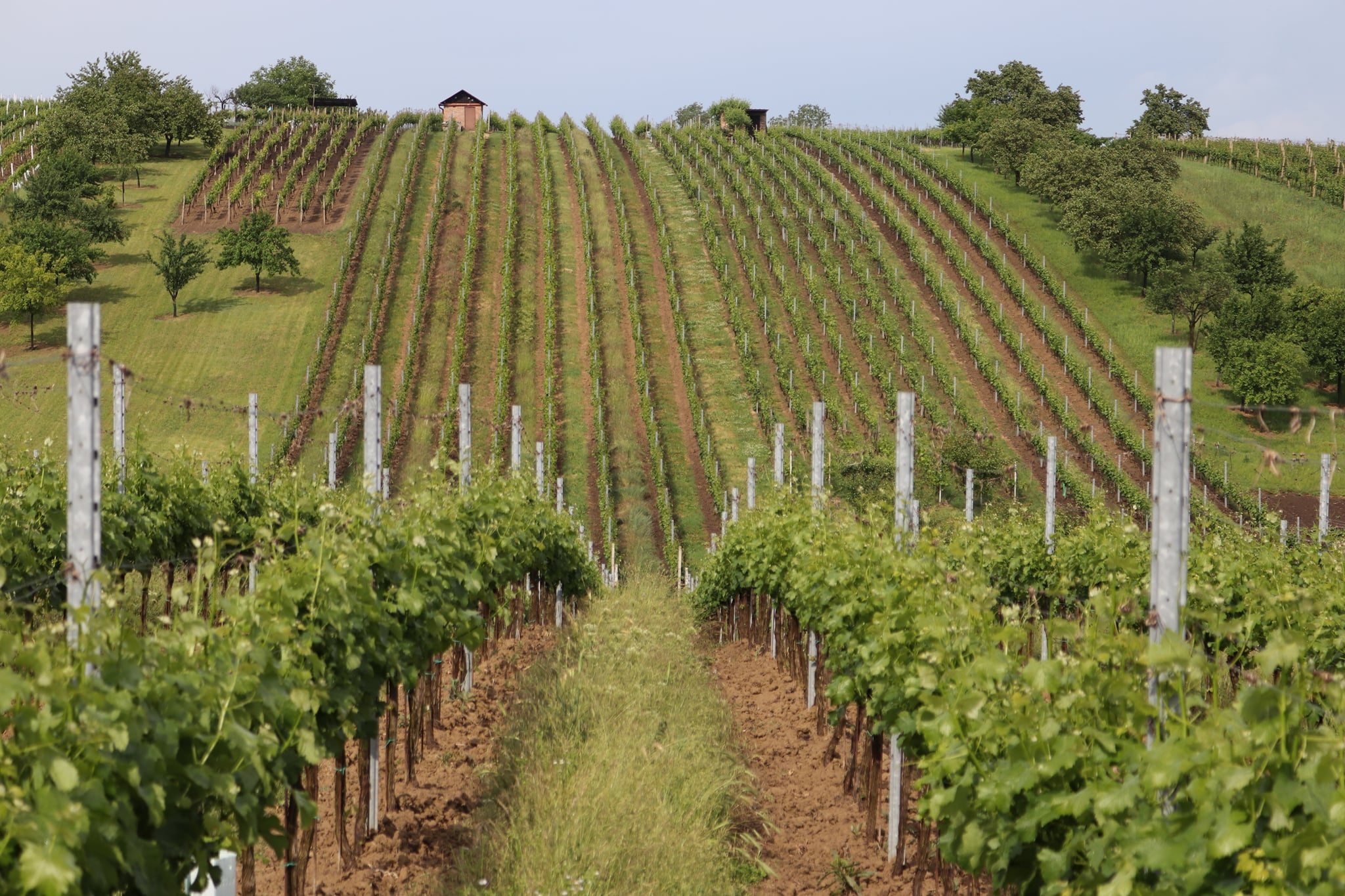 Pěstování a výroba vína v Hovoranech