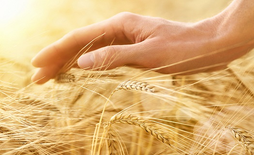 pšenice, rostlinná výroba