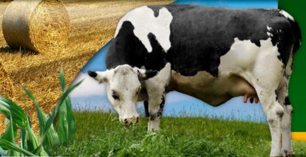 Rostlinná a živočišná výroba Opava, pěstování ječmene, pšenice, chov skotu, produkce mléka