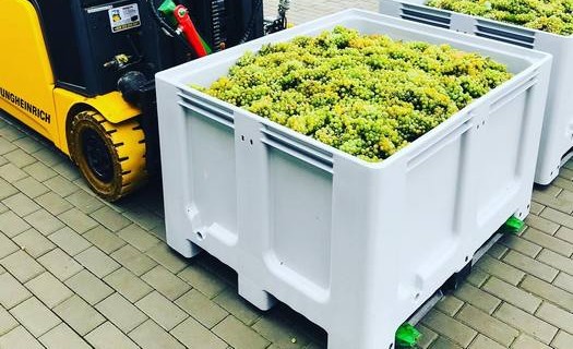 Vinařství Břeclav, výroba vína z vlastních hroznů