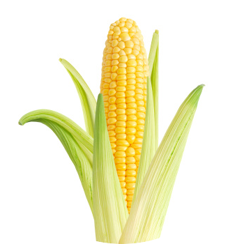 Nákup a prodej krmné kukuřice