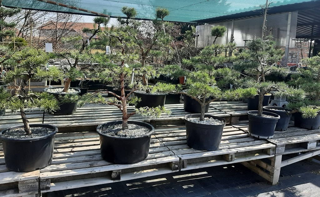 Prodej v zahradnictví - listnaté stromy a keře, bonsaje, jehličnaté čarověníky, trvalky
