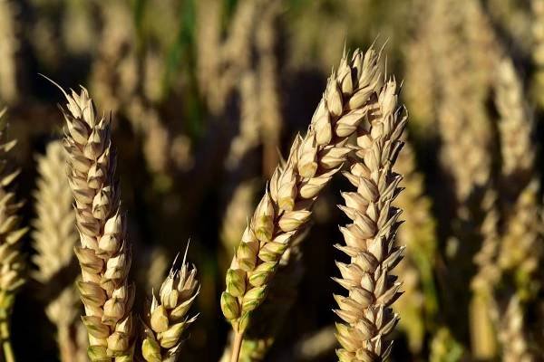 Prodej obilí pro krmení hospodářských zvířat a setí, krmná pšenice