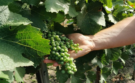 Kvalitní vína vyrobené tradičními postupy jižní Morava