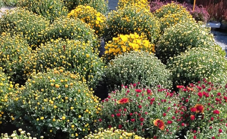 Vřesy, chryzantémy, rozchodníky i další podzimní květiny a trvalky v zahradnictví