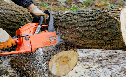 Kácení stromů, výškové práce Žďár nad Sázavou – profesionální služby za příjemnou cenu