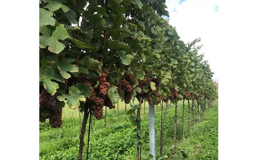 Naturální vína vyrobená z bio hroznů vypěstovaných na bio vinicích
