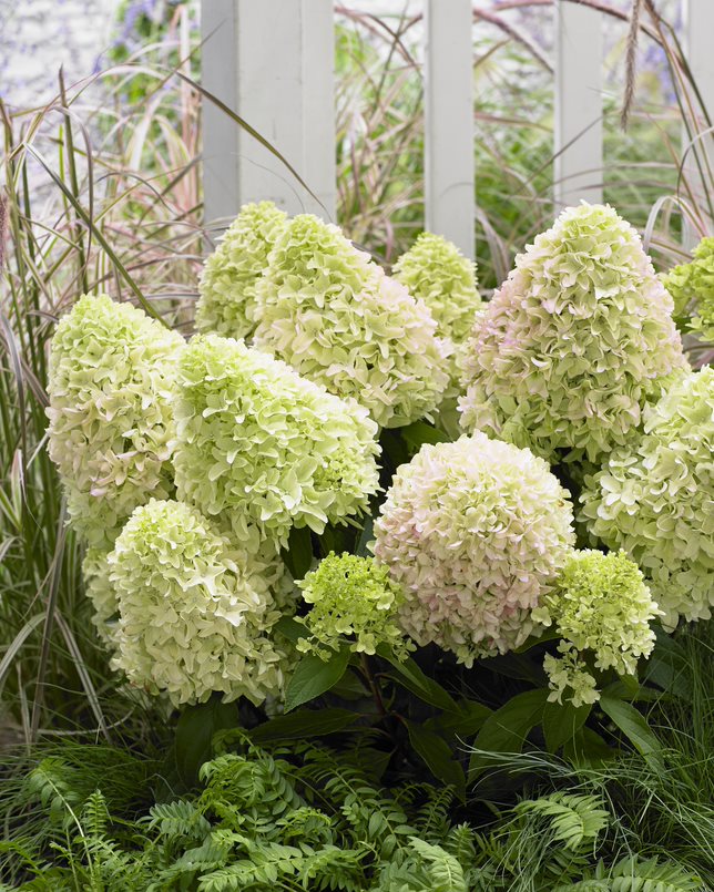 Bohatý výběr hortenzií latnatých, velkolistých a stromečkovitých – velkoobchodní prodej květin