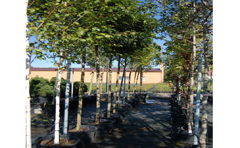 Prodej listnatých a jehličnatých stromů a keřů i v kontejnerech