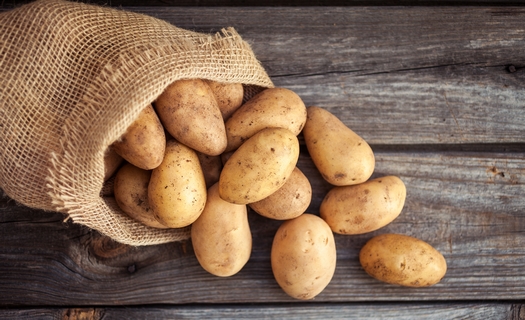 Pěstování a prodej konzumních brambor, kvalitní a chutné brambory, soukromý zemědělec Prostějov