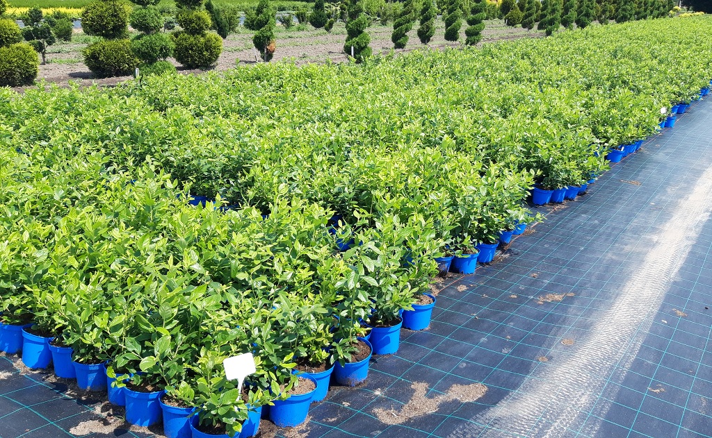 Kanadské borůvky v kontejnerech - prodej sazenic borůvek pro pěstování na zahradě i balkoně