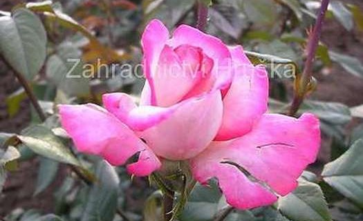 Prodej růží Velim - růže keřové, stromkové, pnoucí, velkokvěté, polyanty, půdopokryvné