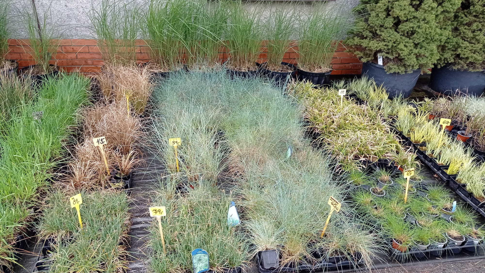 Okrasné traviny – několik druhů na zahradu i do truhlíku vhodné do stínu i na slunce