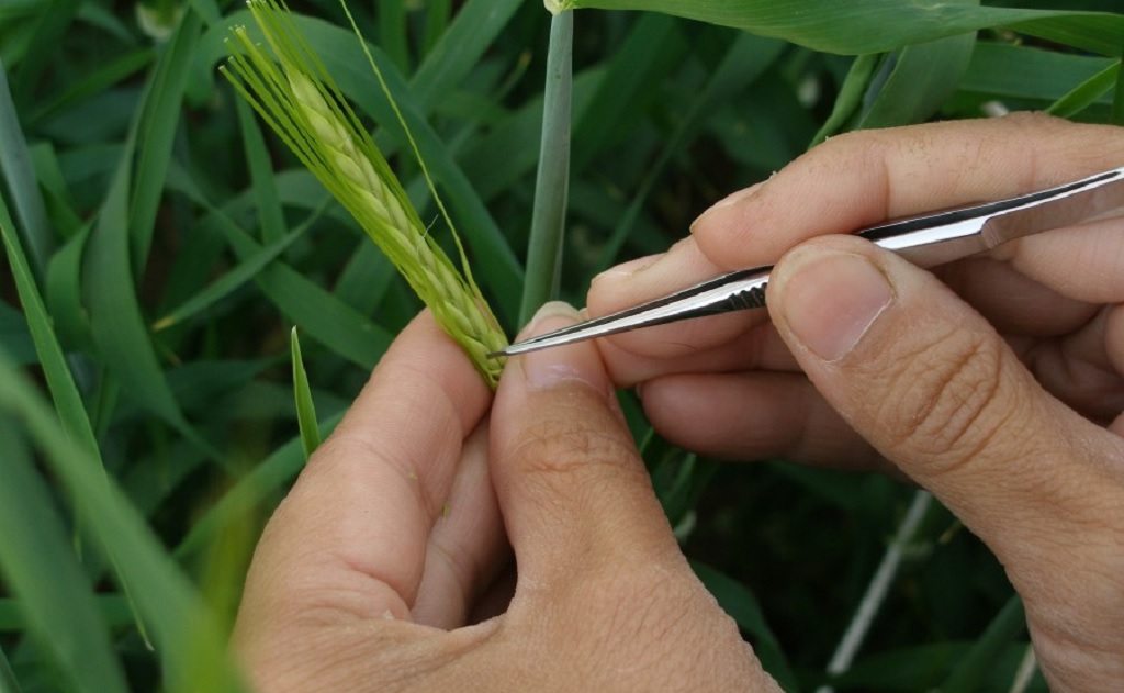 Oddělení genetiky - výzkum a šlechtění speciálních kultivarů ječmene, pšenice a dalších obilovin