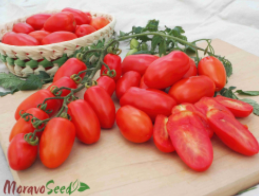 Šlechtění zeleninových osiv - saláty, rajčata, papriky