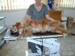 EKG zvířat – veterina Náchod Červený Kostelec Dvůr Králové