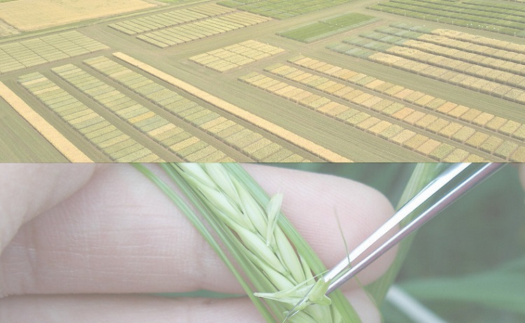 Applied genetic-breeding research, testing - accredited tests of plant protection preparations