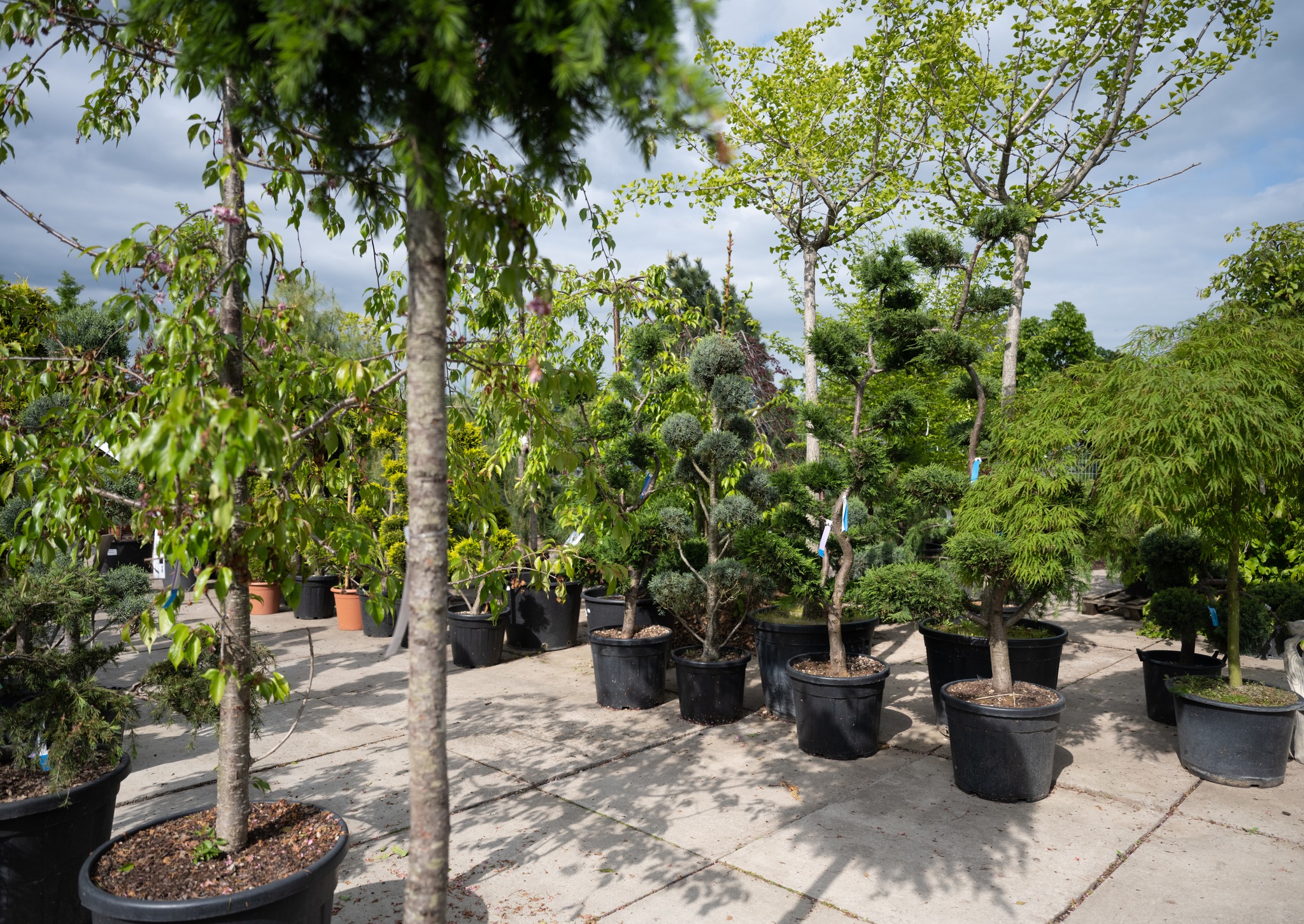 Ovocné a okrasné stromky a keře zakoupíte v našem zahradnickém centru v Brně