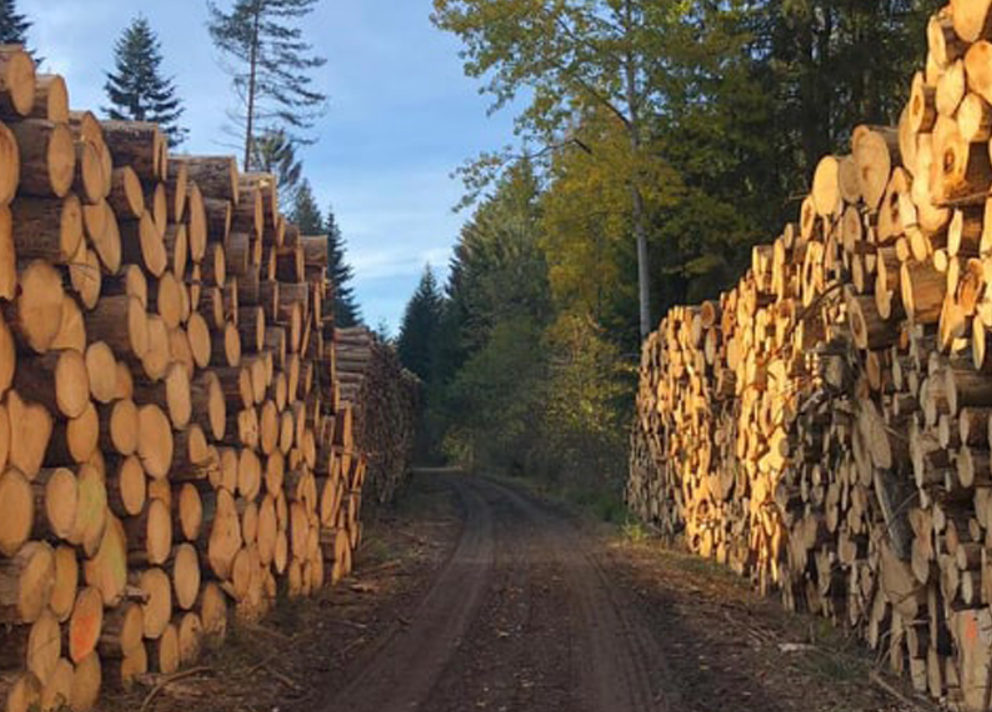 Výkup, těžba, odvoz a zpracování dřeva Znojmo