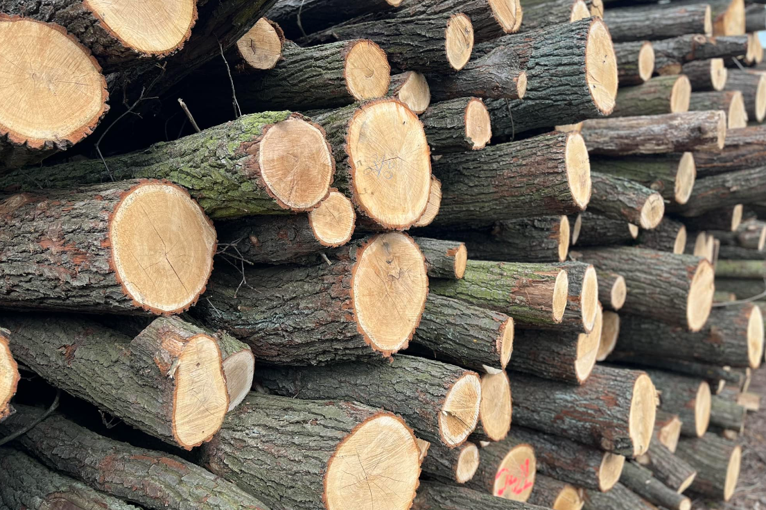 Tvrdé dubové dříví připravené k okamžitému odběru a zpracování – kvalitní palivové dřevo