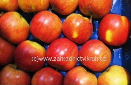 Prodej ovocných stromků, meruňky, třešně, broskvoně, jabloně, hrušně