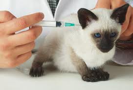 Veterina veterinární péče služby Jablonec očkování vakcinace odčervení psů koček domácích zvířat Liberec.