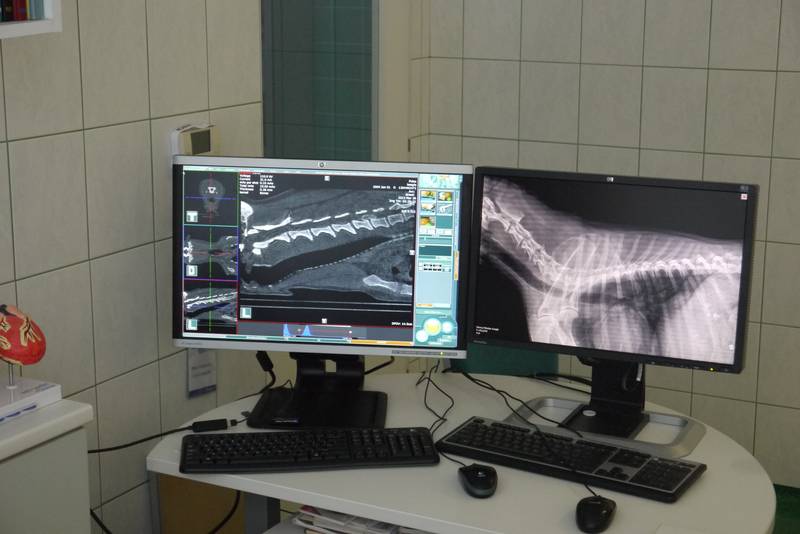 CT vyšetření psa, počítačová tomografie
