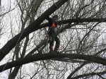 Prořezávání stromů za použití stromolezecké techniky Praha a okolí