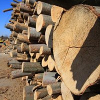 Prodej palivového dřeva - velkoobchod dřeva, dub, akát, buk